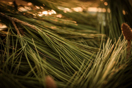 WYLDE GOLD | Amy's Acres pine needles