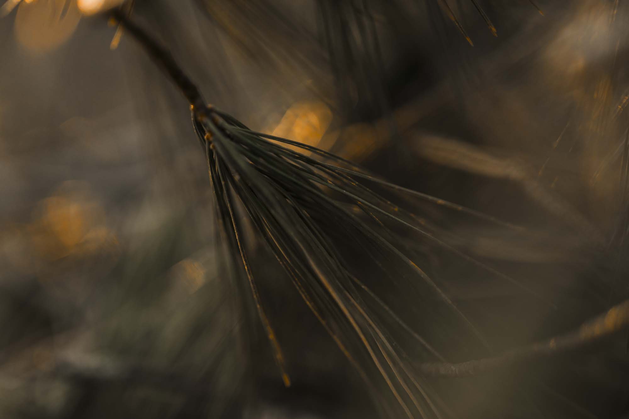 WYLDE GOLD Close-up of golden pine  needles glowing in soft light, detail in motion and texture