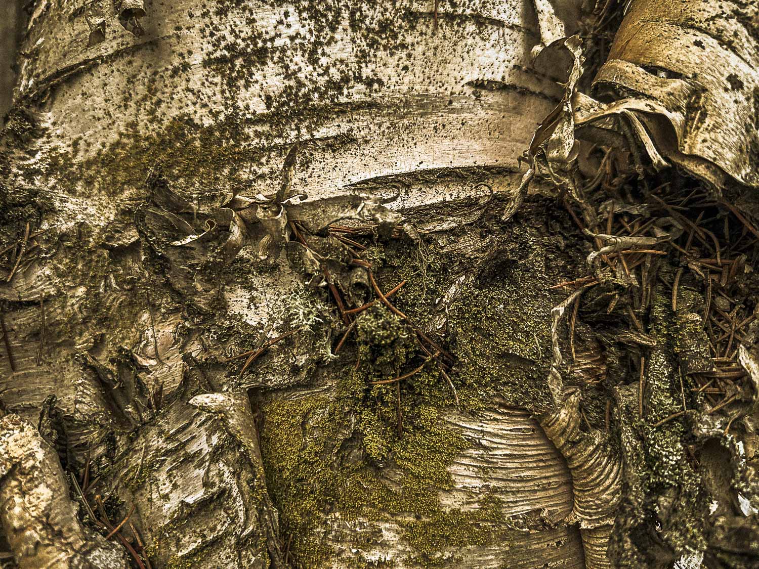 Macro close up of an ancient birch tree, birch bark