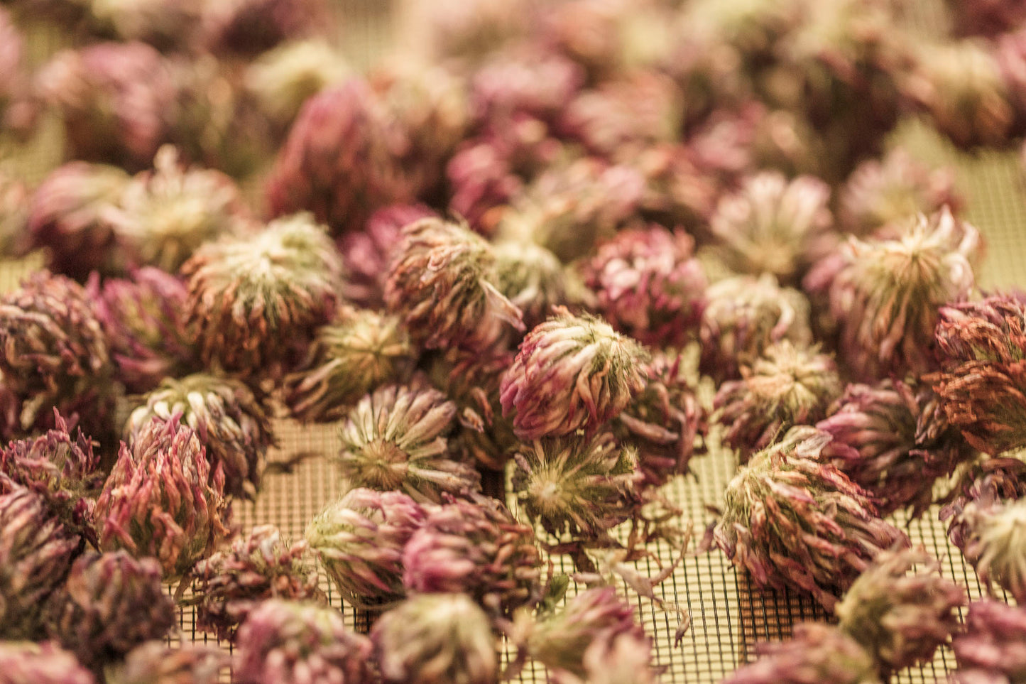 RED CLOVER OIL | Balancing Botanical Face + Body Oil for Renewal + Glow