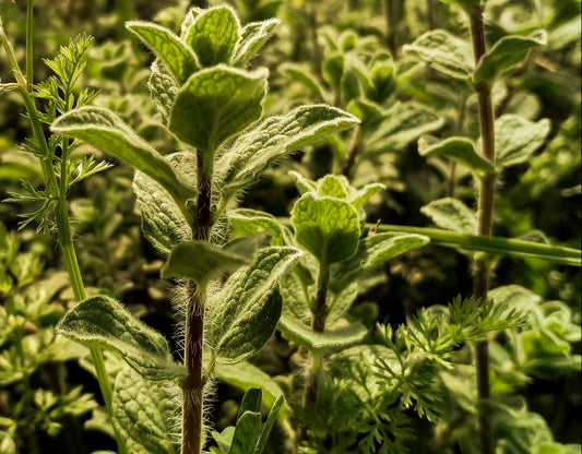 Close-up of a lush oregano plant growing outdoors, with sunlight highlighting its green, fuzzy leaves and flowering tops.