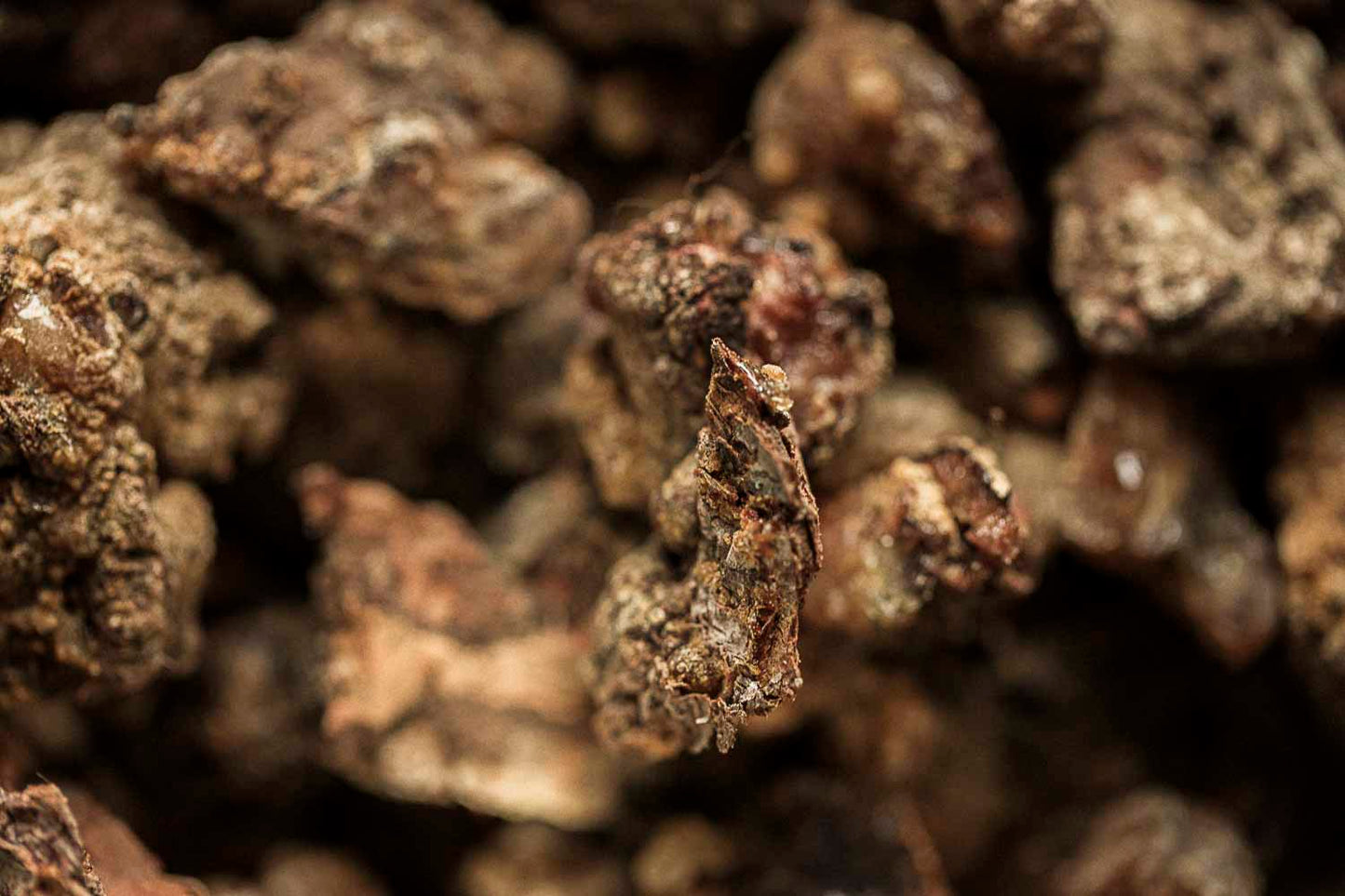 Raw conifer tree resin pieces used for forest incense, smudging rituals, and natural aromatic smoke.