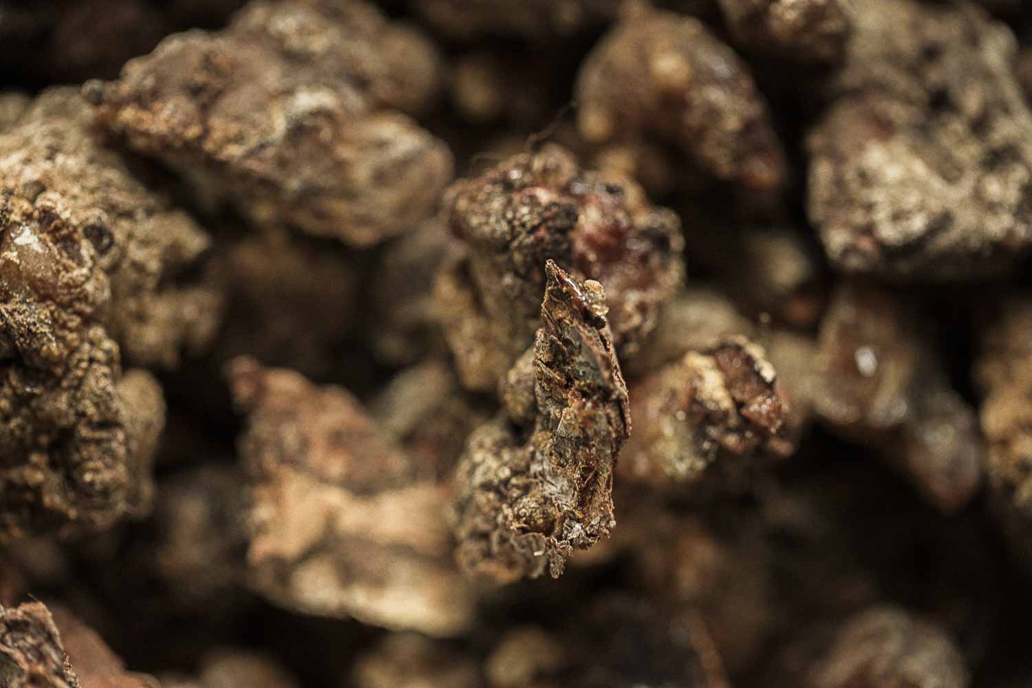 Raw conifer tree resin pieces used for forest incense, smudging rituals, and natural aromatic smoke.