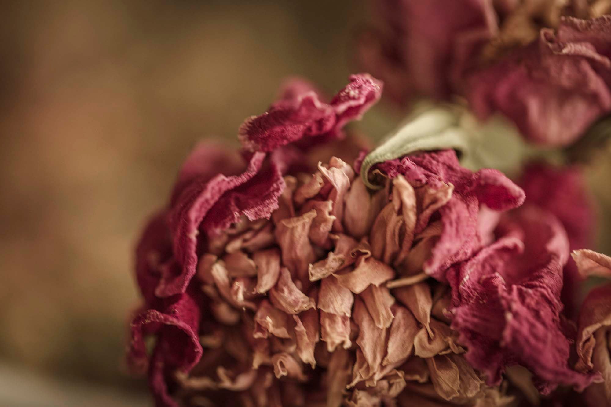 Close-up of a wilted peony flower with a blurred background