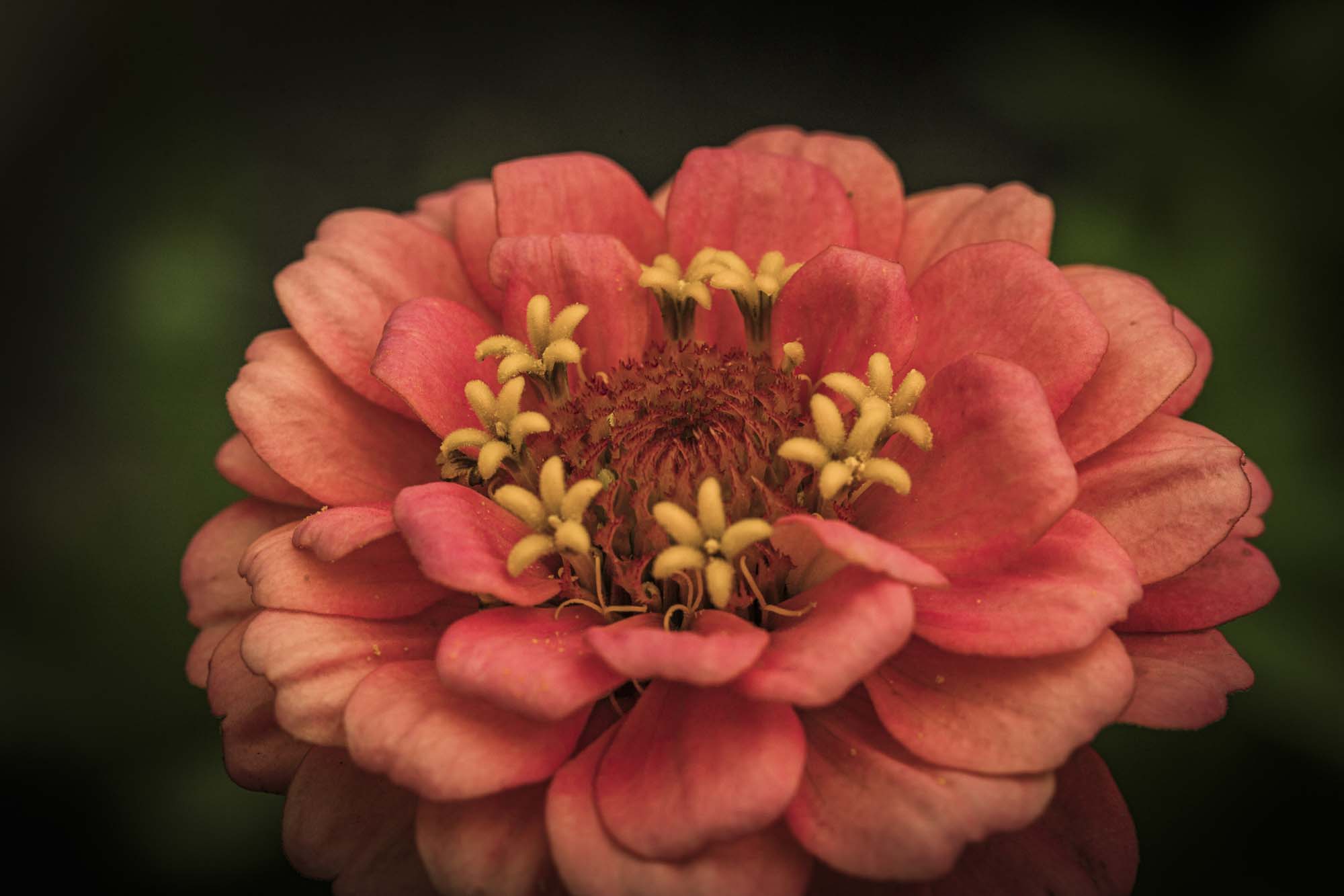 Close-up of a coral-pink zinnia in full bloom, layered petals opening toward the viewer, with tiny golden star-shaped florets at its center against a dark, blurred background — a radiant summer flower symbolizing joy, endurance, and unapologetic beauty.