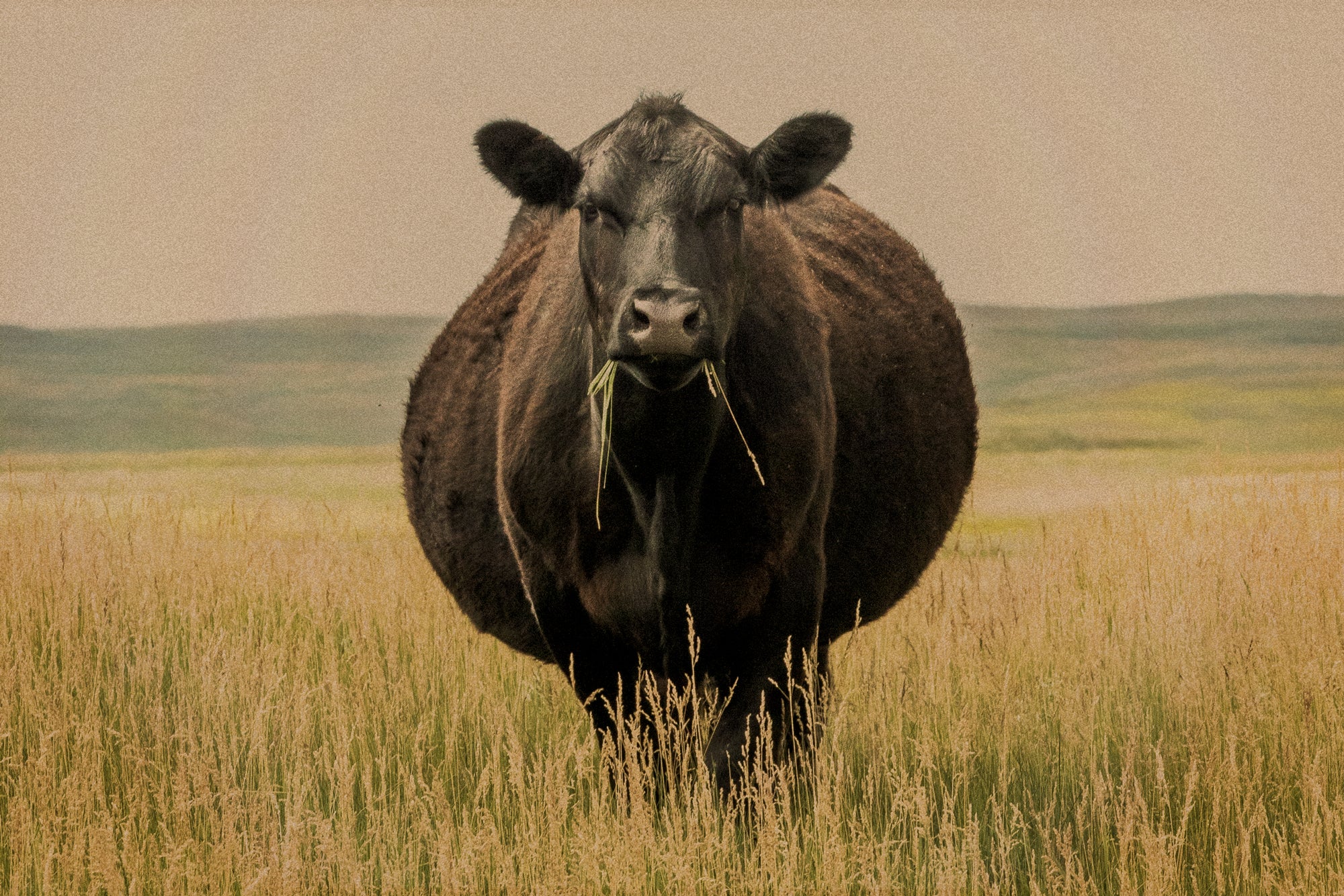 WYLDE GOLD — cow at golden-hour in tall grass in wild field sunlit and windswept