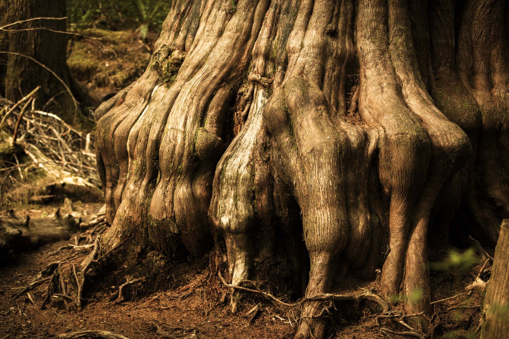 WYLDE GOLD | Close-up of ancient cedar tree base with twisted roots and textured bark in a shaded forest by Amy Lynn Grover