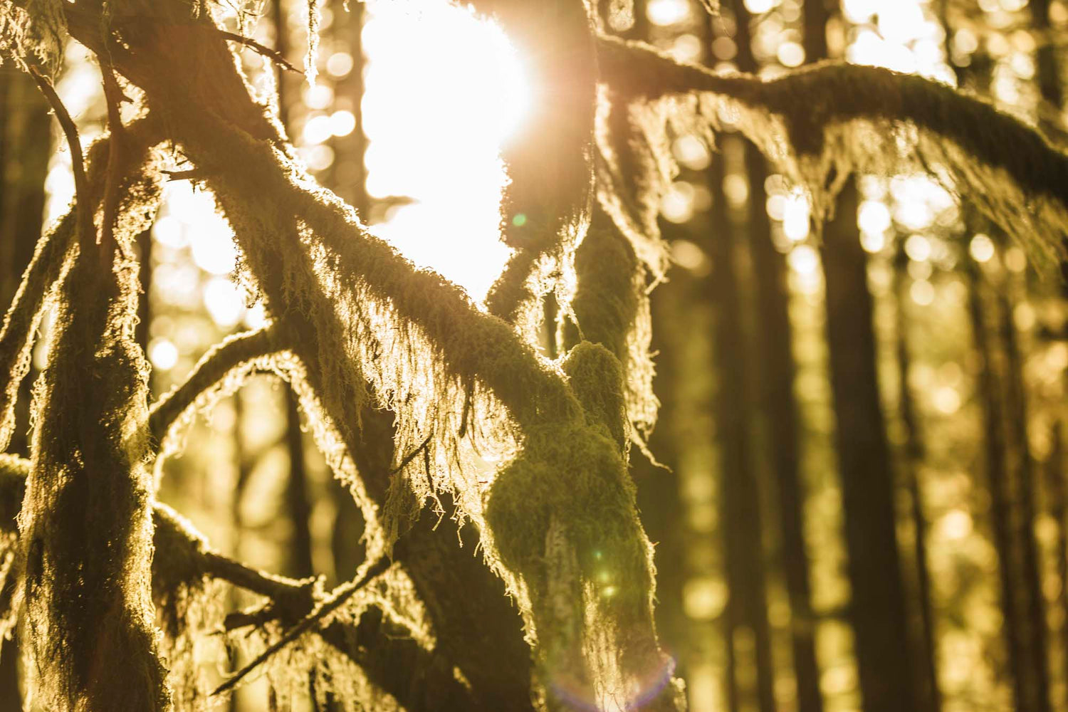 Vancouver Island | WYLDE GOLD by Amy Lynn Grover
