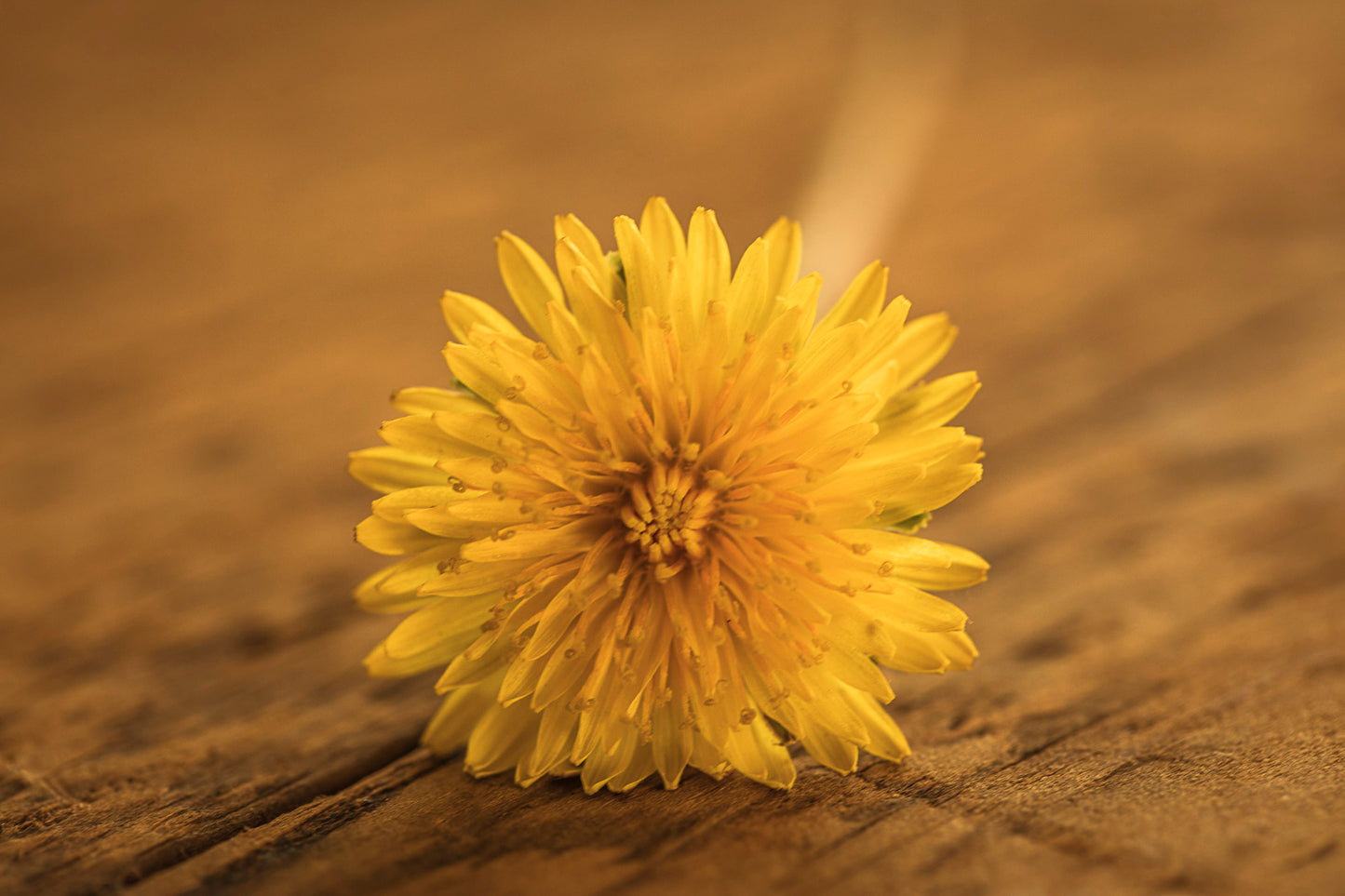 DANDELION OIL | Organic Botanical Ritual Body Elixir