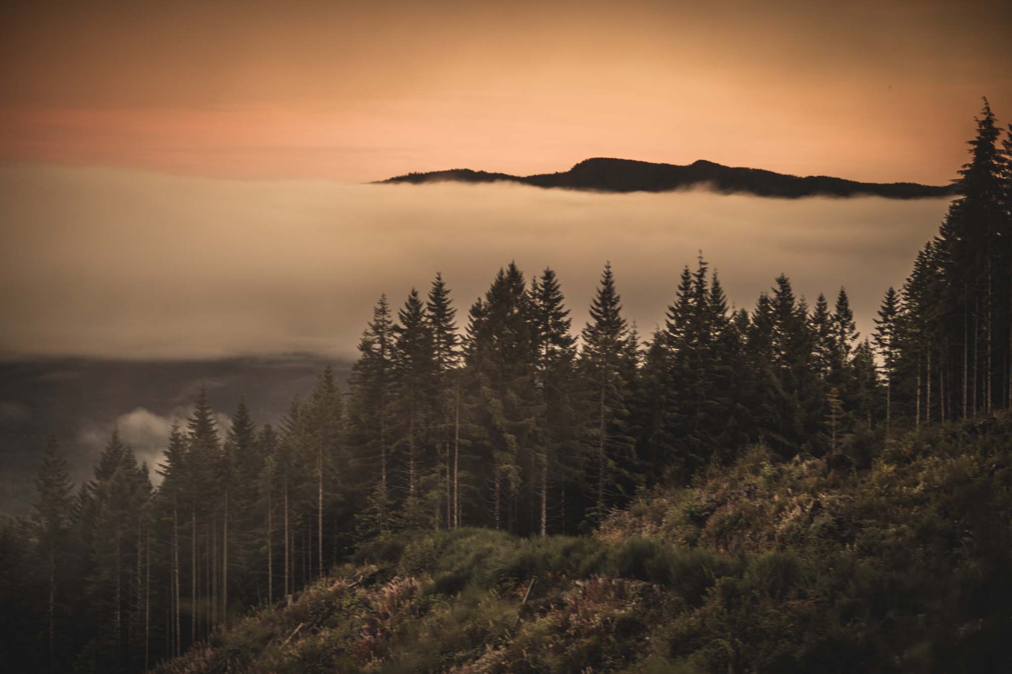 Fairy Creek | Vancouver Island WYLDE GOLD
