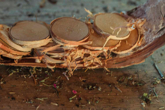 Close up of birch slices in a piece of bark on a wooden surface with dried herbs