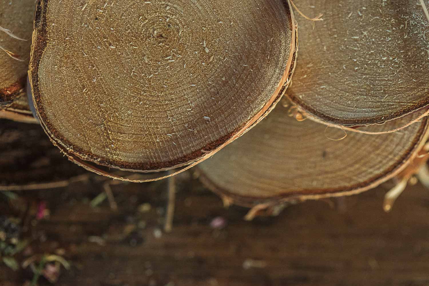Close-up of stacked birchrounds with visible grain and texture.