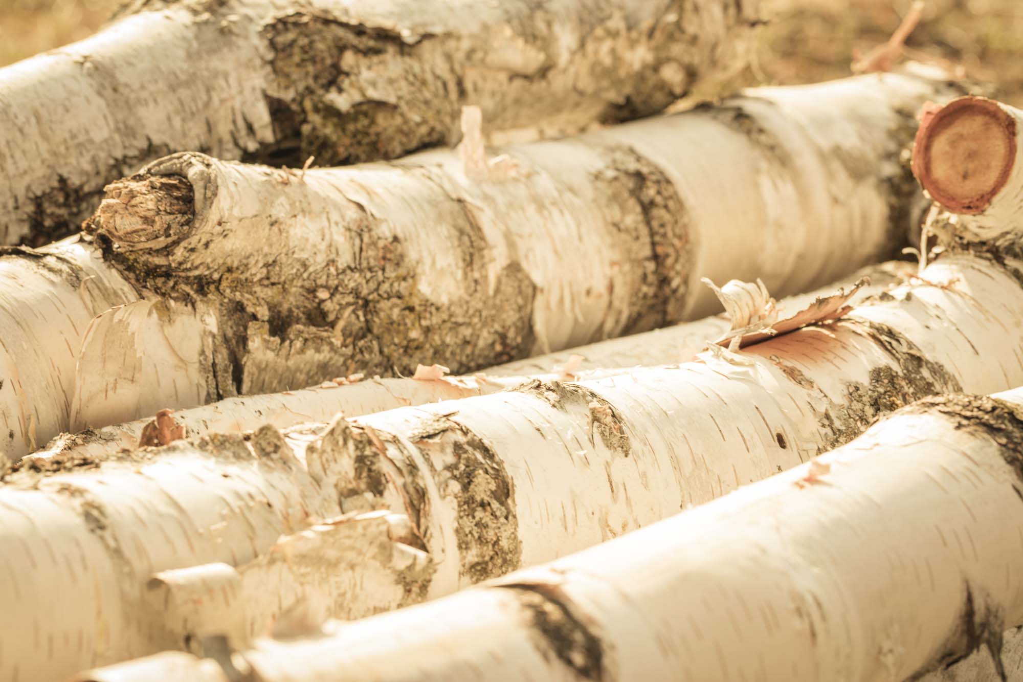 WYLDE GOLD  | Amy's Acres — fresh fallen birch trees 