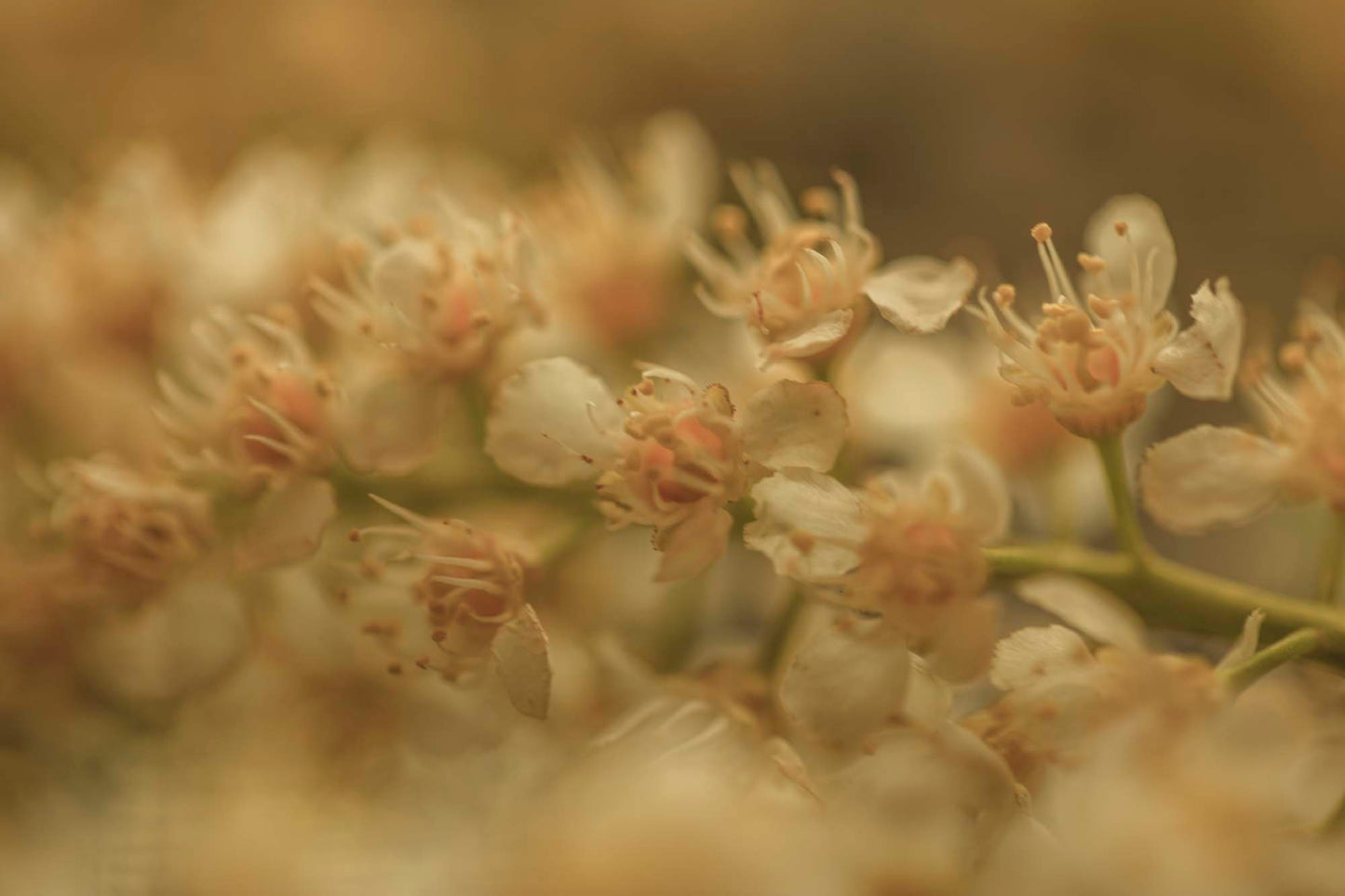 WYLDE GOLD Close-up of creamy honeysuckle blossoms with soft golden bokeh and gentle focus