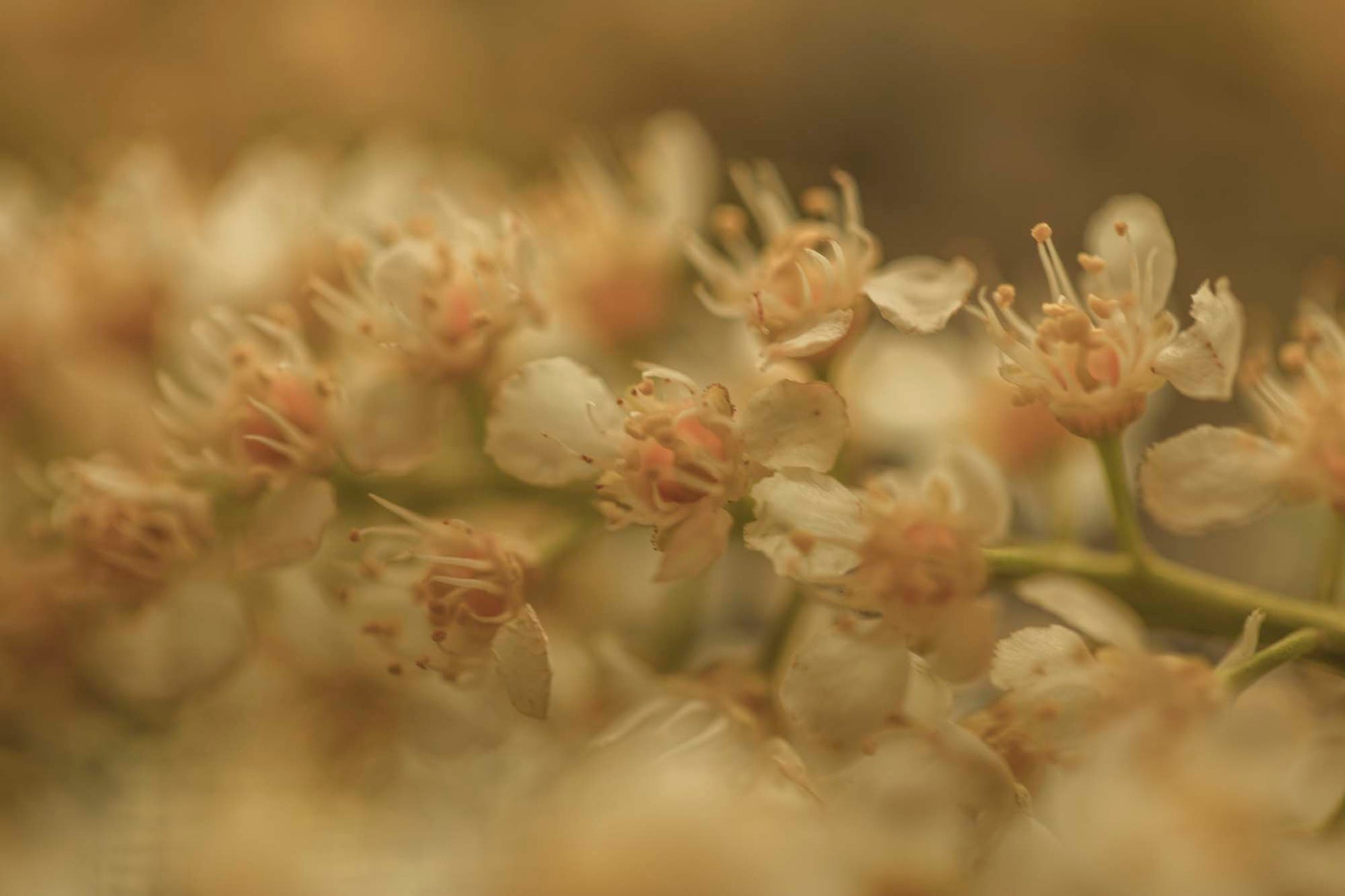 WYLDE GOLD Close-up of creamy honeysuckle blossoms with soft golden bokeh and gentle focus