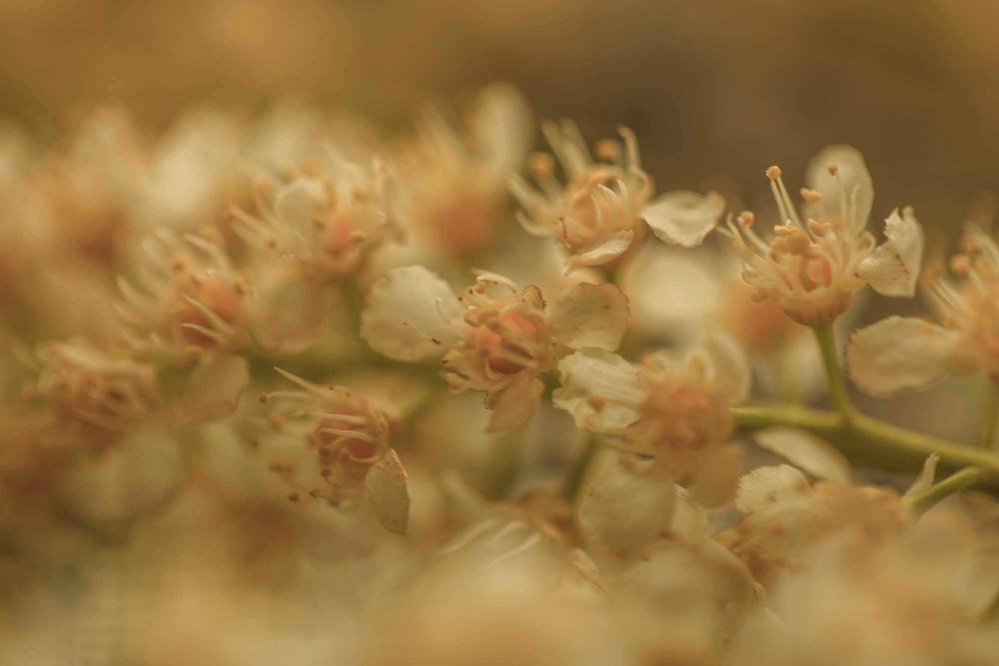 WYLDE GOLD Close-up of creamy honeysuckle blossoms with soft golden bokeh and gentle focus