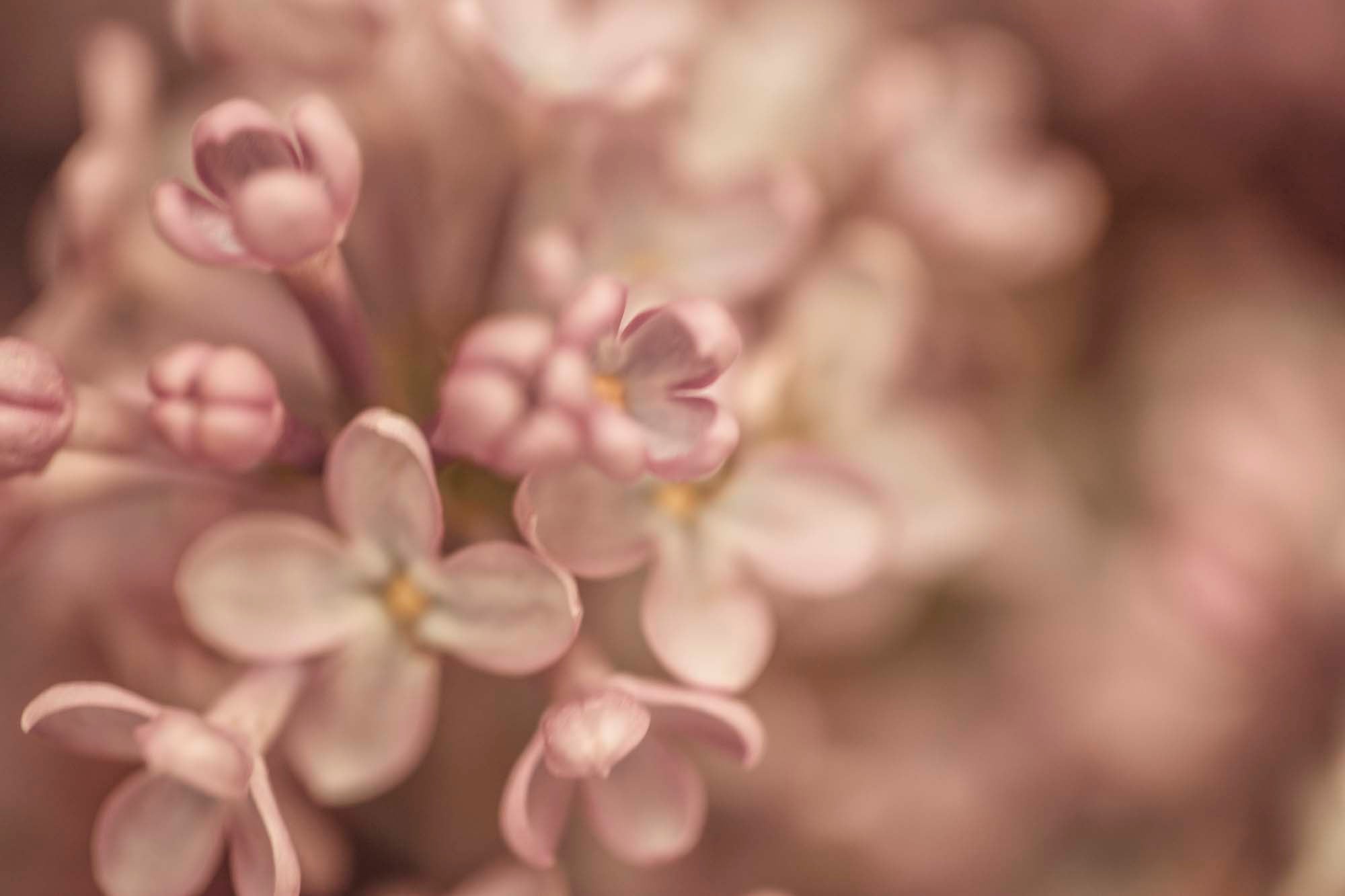 WYLDE GOLD Close-up of soft pink lilac blossoms in bloom, with delicate petals and dreamy blur by Amy Lynn Grover