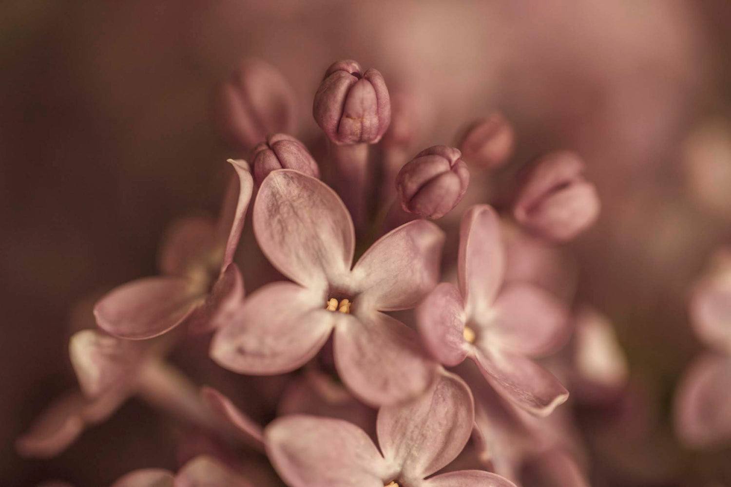 WYLDE GOLD Macro of soft pink lilac flowers and buds in bloom, with delicate texture and blurred background