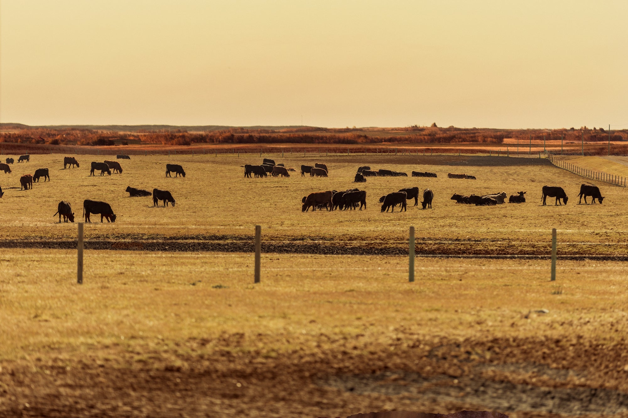 WYLDE GOLD | Wide view of dry golden prairie landscape with soft sky, wild and open terrain at sunset by Amy Lynn Grover