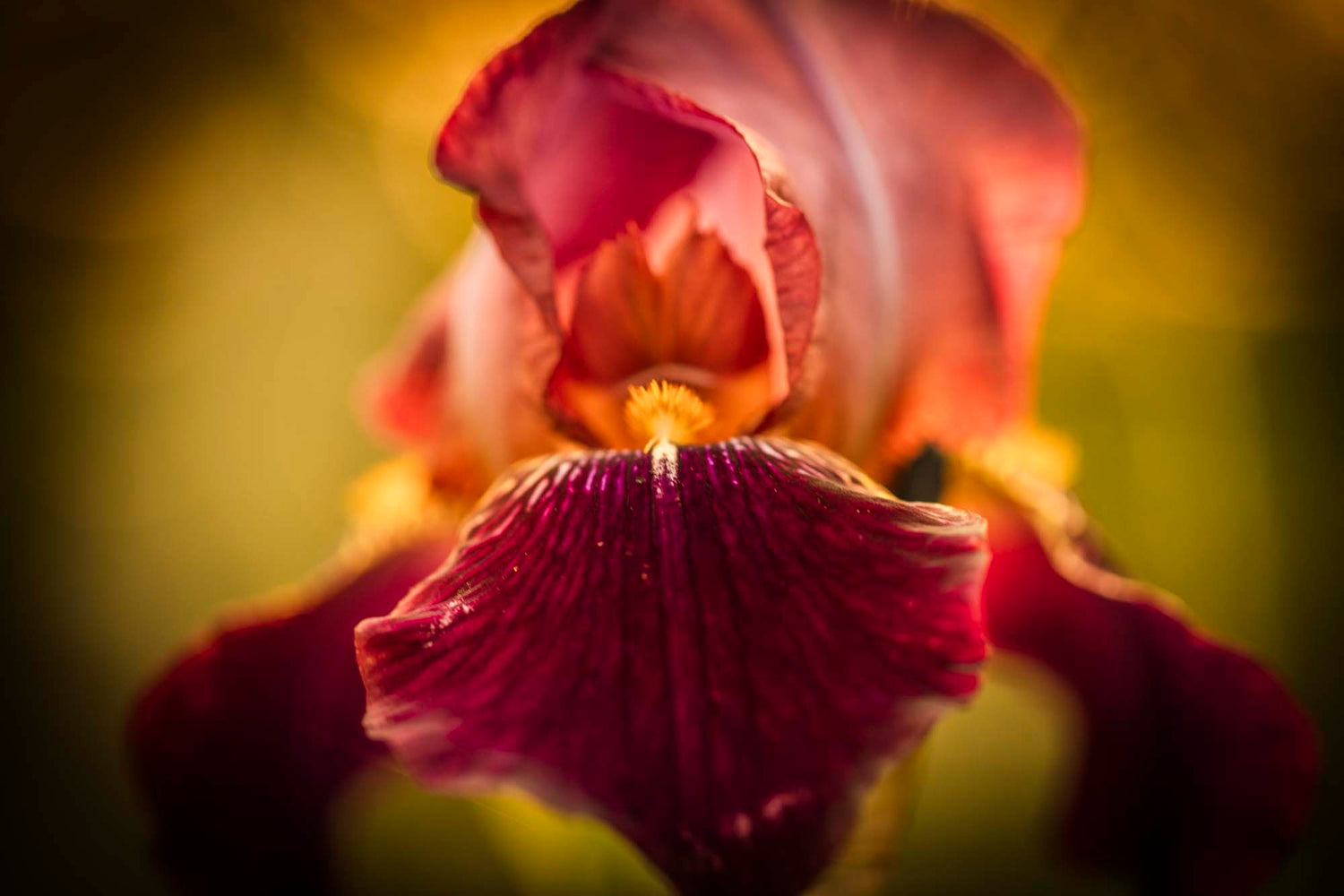 WYLDE GOLD | Amy's Acres Wild Flower bearded iris 