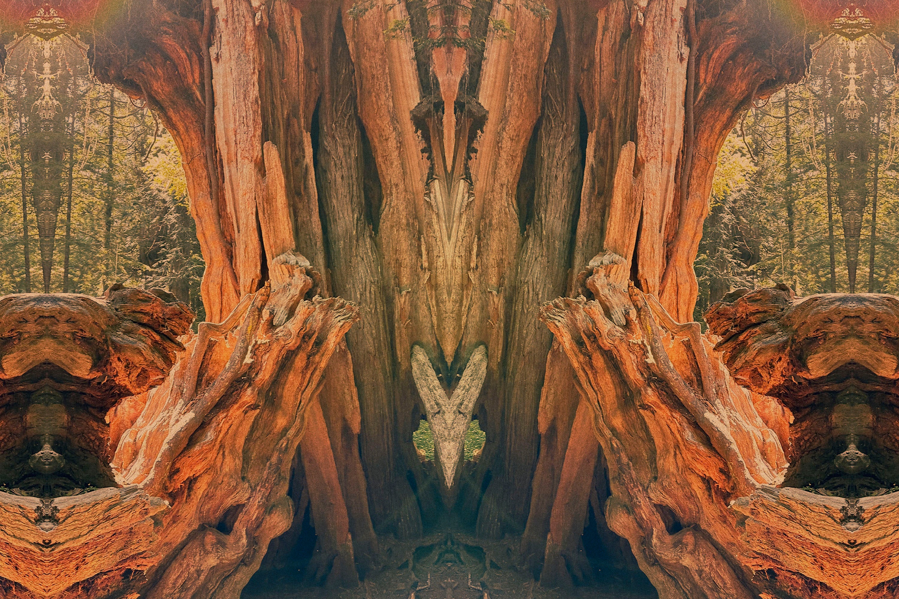 WYLDE GOLD Red cedar forest banner — mirrored trees with fiery symmetry and sacred woodland energy