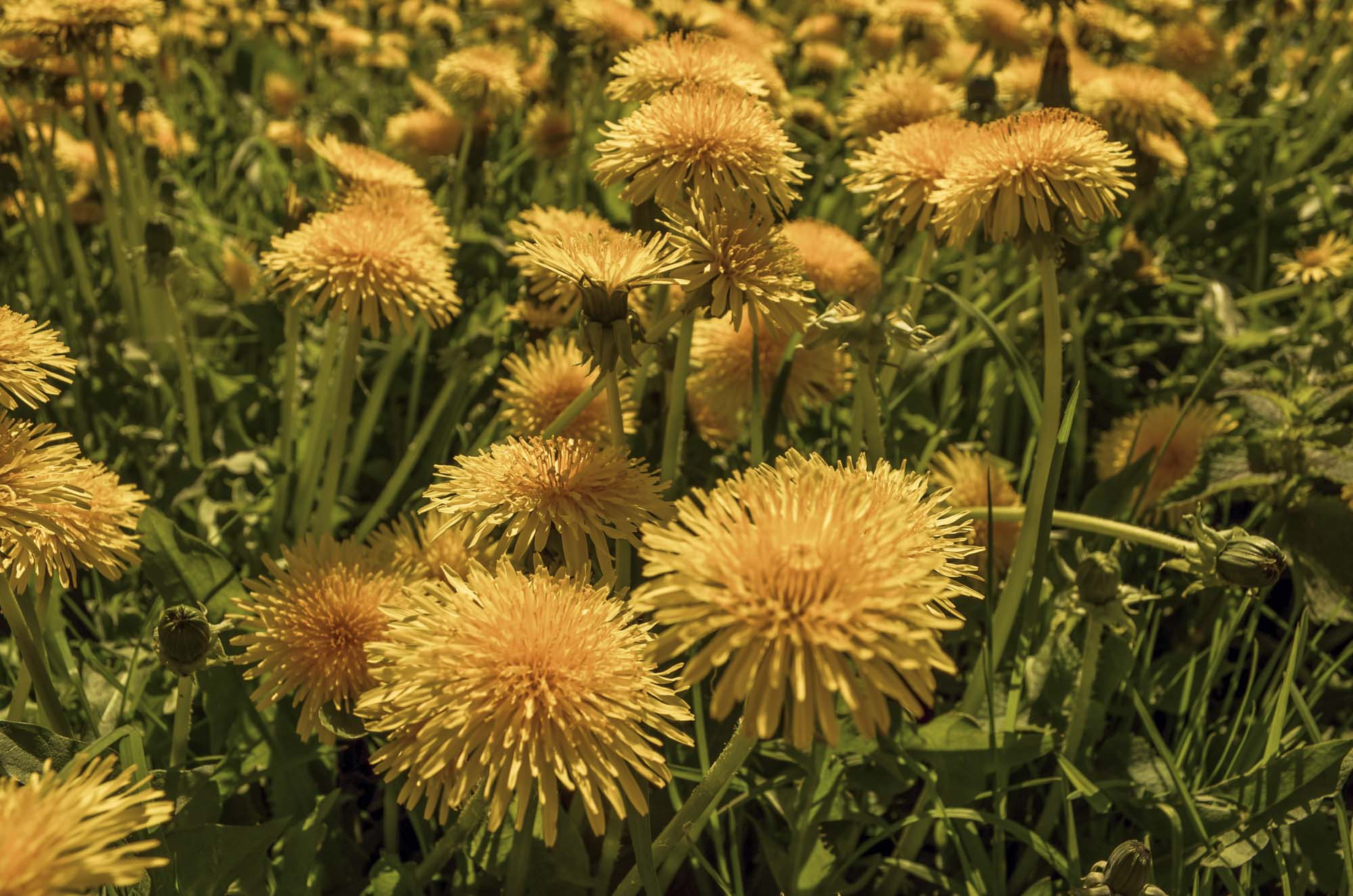 Field of yellow dandelion flowers with green leaves