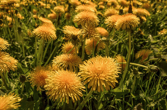 Field of yellow dandelion flowers with green leaves