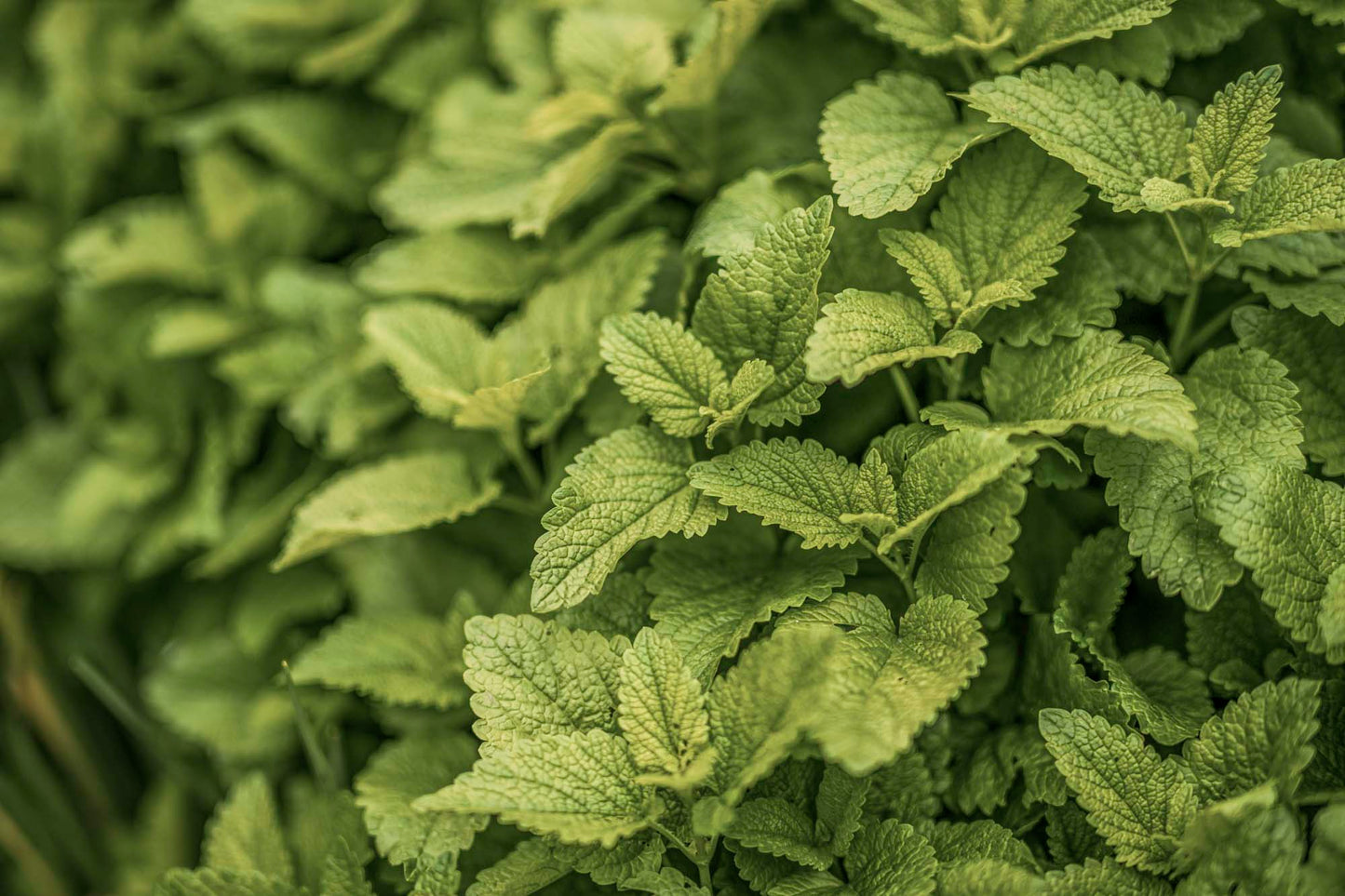 Fresh lemon balm leaves close-up — vibrant green, textured, and sunlit. Wildcrafted for WYLDE GOLD’s herbal body oil infusion