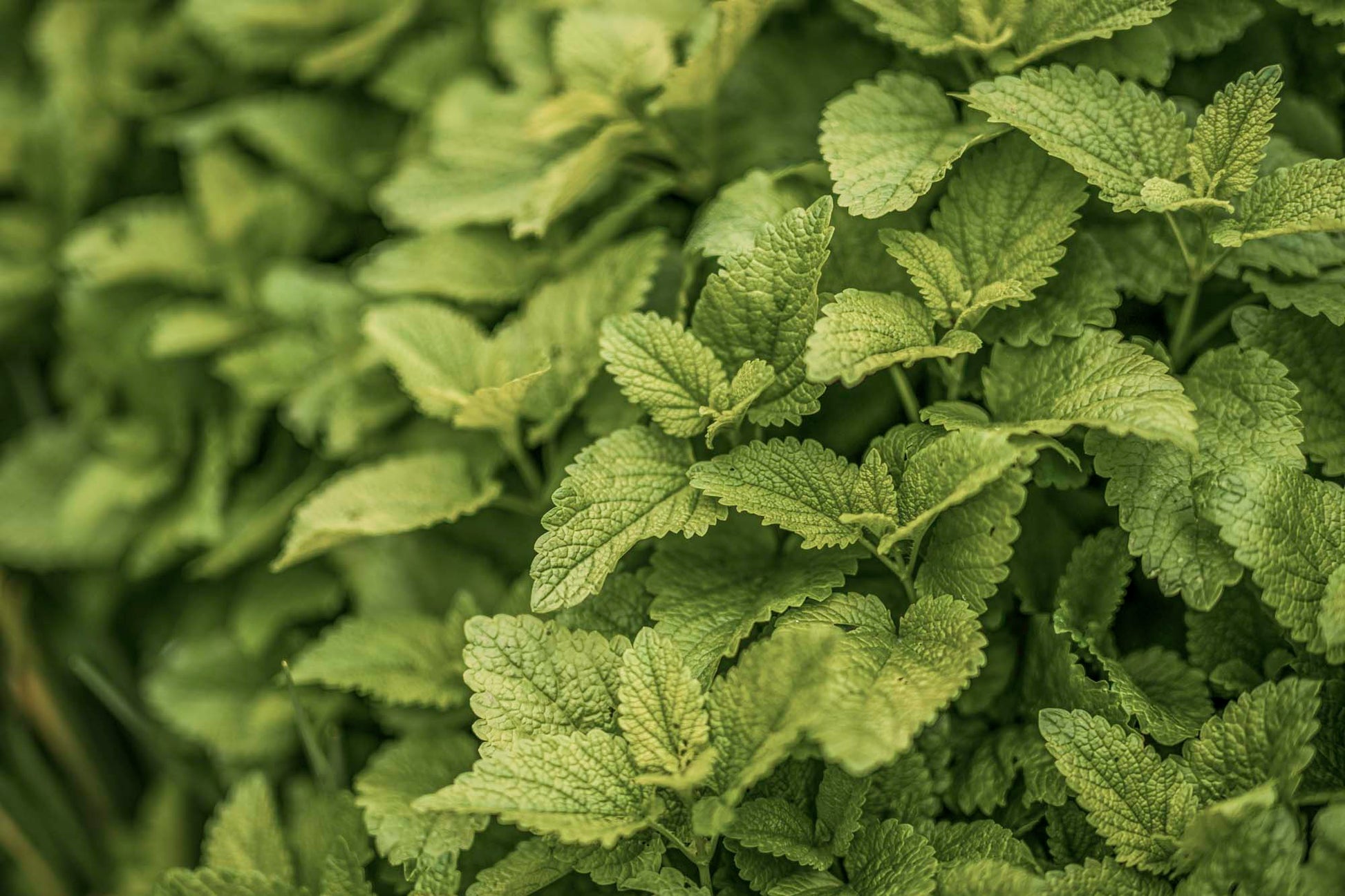 Fresh lemon balm leaves close-up — vibrant green, textured, and sunlit. Wildcrafted for WYLDE GOLD’s herbal body oil infusion