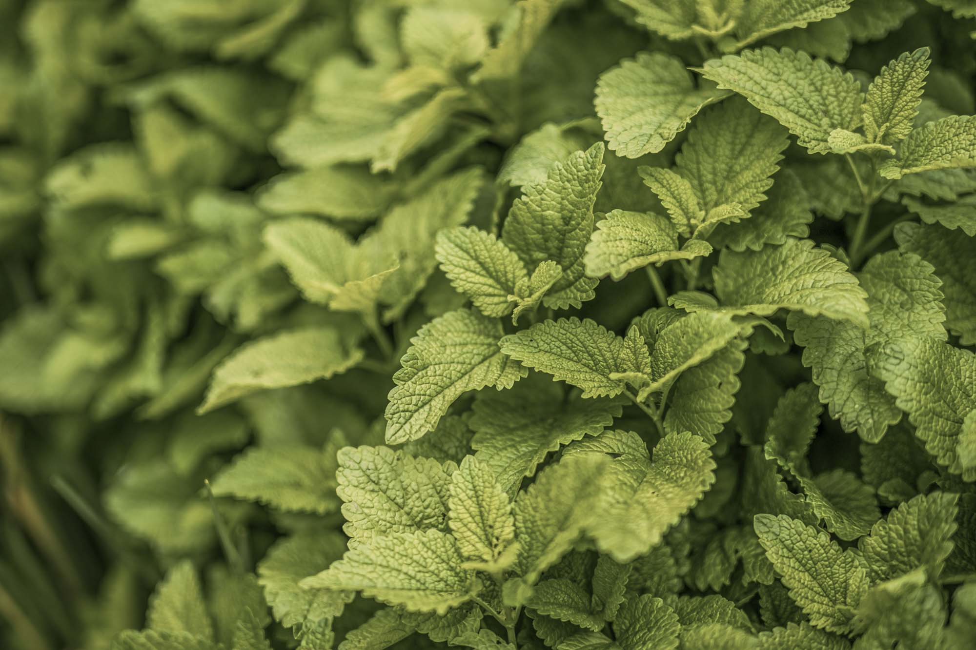 Fresh lemon balm leaves close-up — vibrant green, textured, and sunlit. Wildcrafted for WYLDE GOLD’s herbal body oil infusion