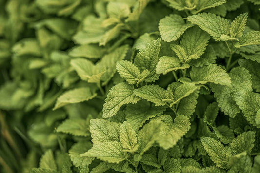 Fresh lemon balm leaves close-up — vibrant green, textured, and sunlit. Wildcrafted for WYLDE GOLD’s herbal body oil infusion