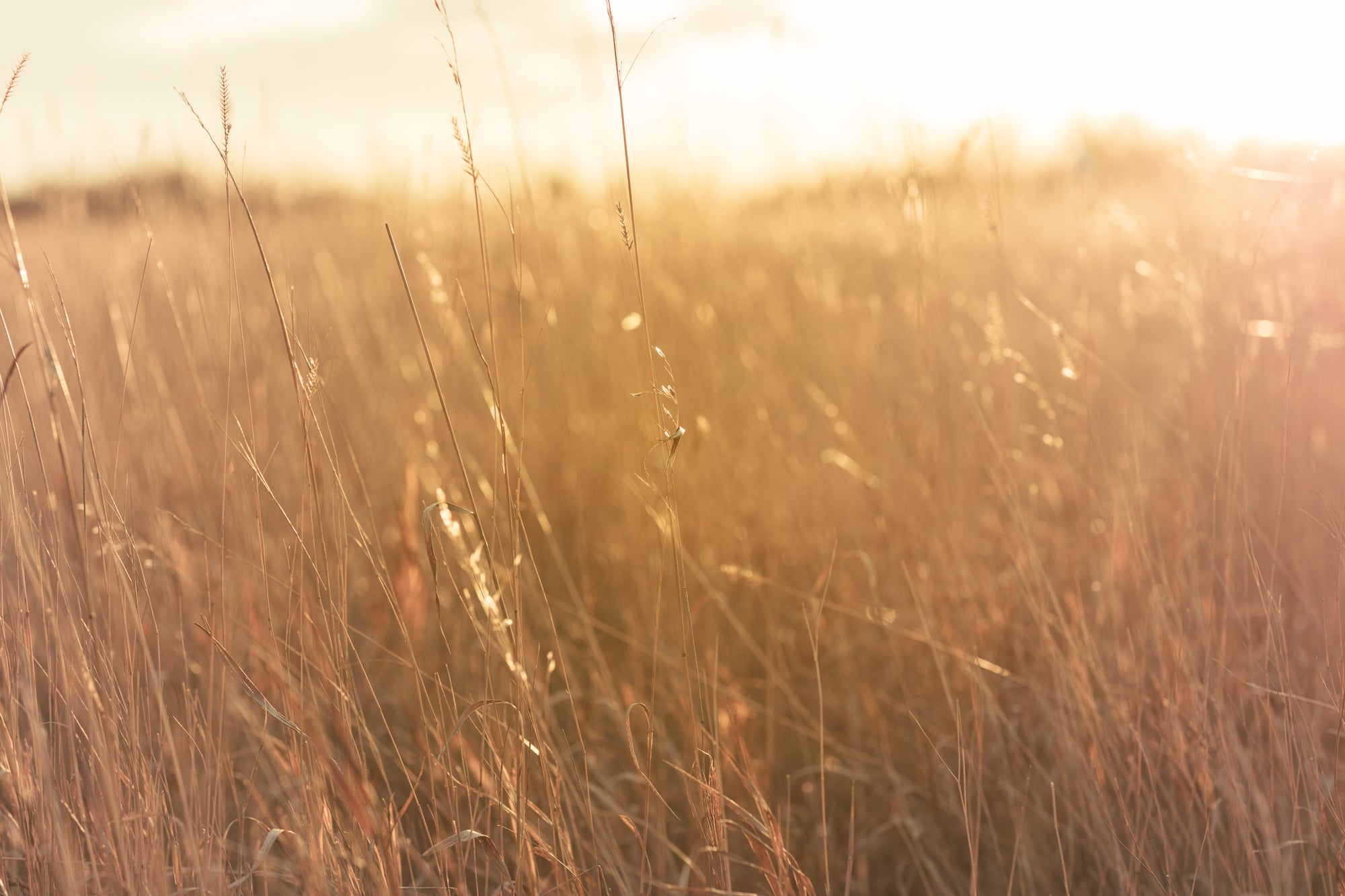 WYLDE GOLD | Amy Lynn Grover