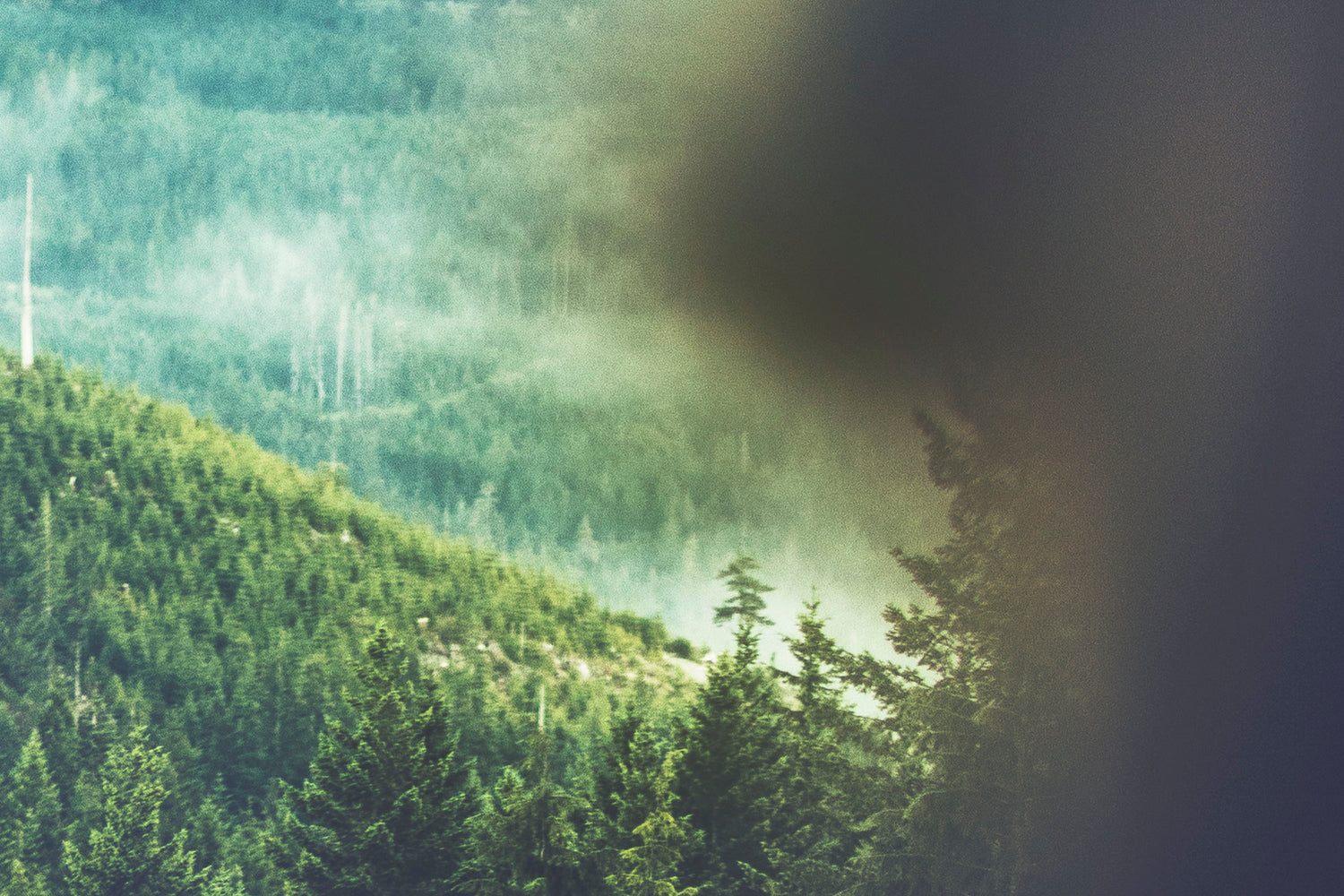 WYLDE GOLD Misty green forested Vancouver Island valley at sunrise, with deep shadows and rising mountain fog by Amy Lynn Grover