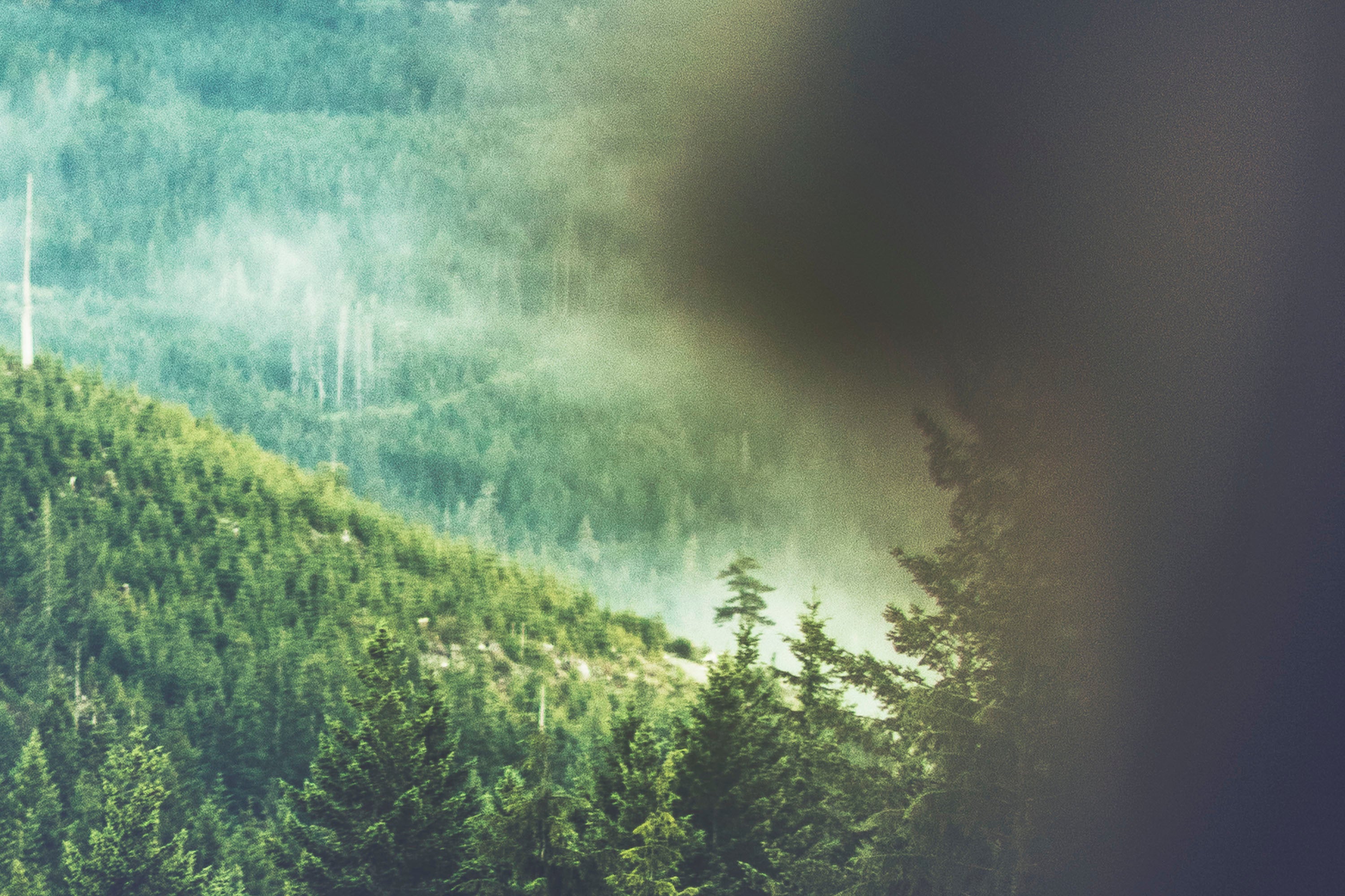 WYLDE GOLD Misty green forested Vancouver Island valley at sunrise, with deep shadows and rising mountain fog by Amy Lynn Grover