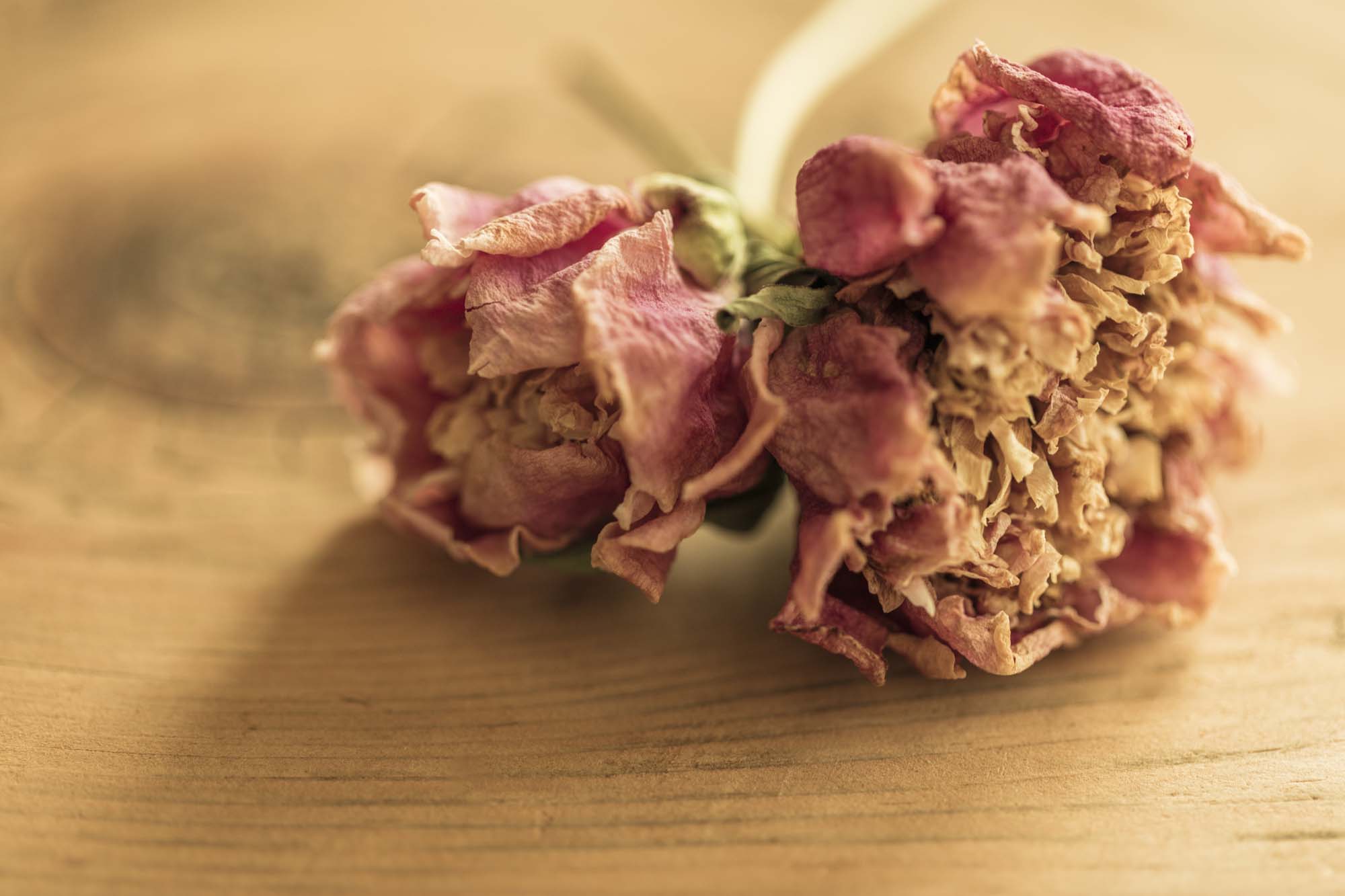 Faded peony blooms, petals curled and blushed with time, resting on warm-grained wood like an offering from one season to the next.