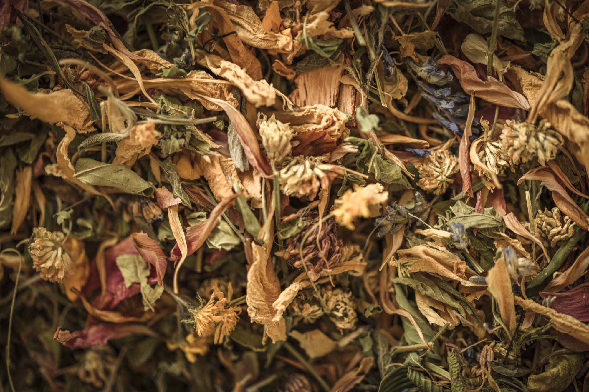 A tapestry of sun-warmed petals, leaves, and meadow blooms — a wild harvest turned to golden dust.