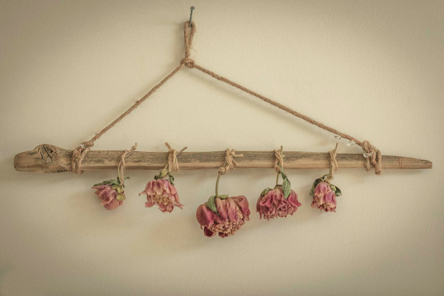 Blush peonies hang in gentle surrender from a driftwood branch, each bloom a soft echo of summer past
