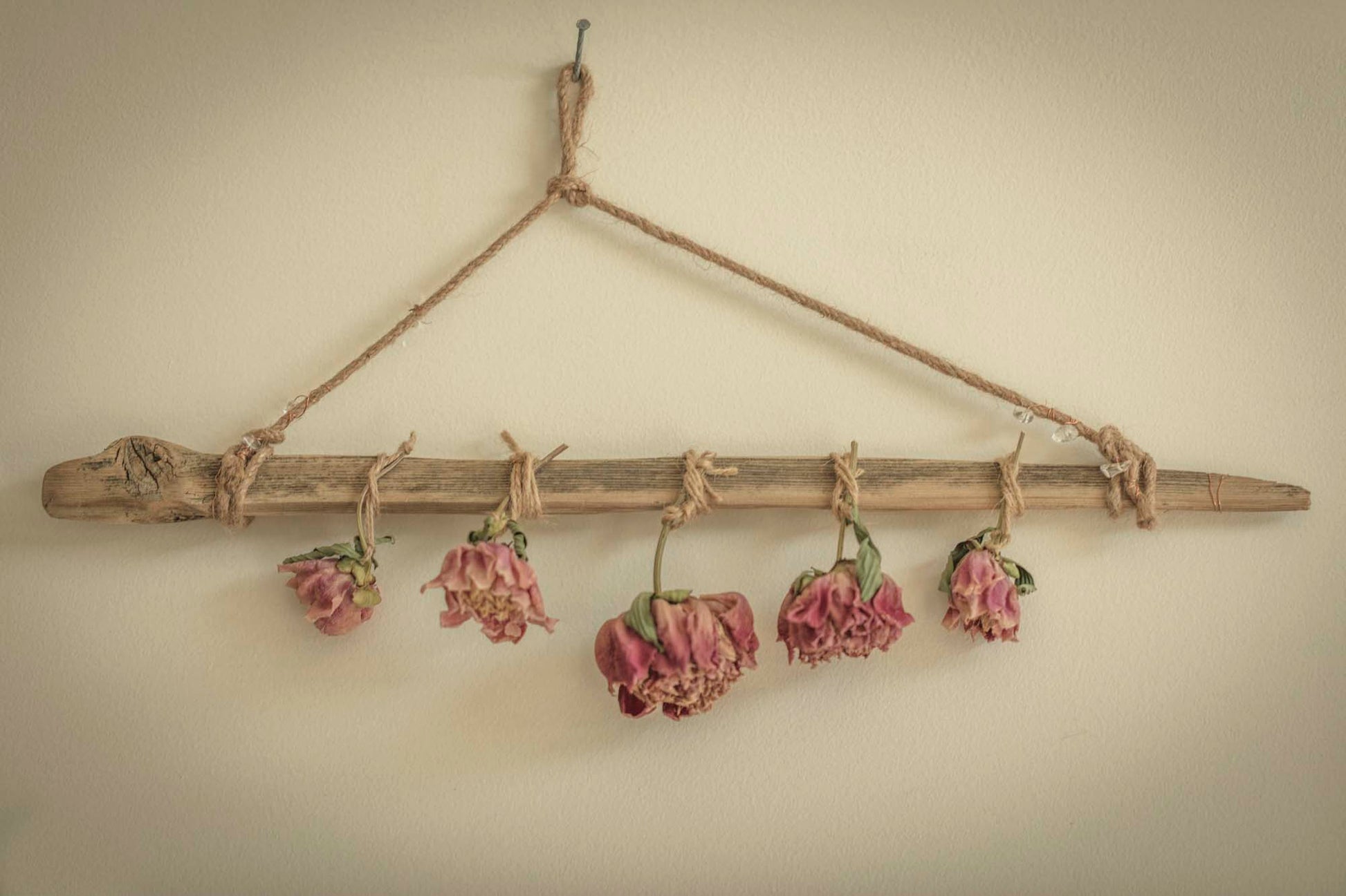 Blush peonies hang in gentle surrender from a driftwood branch, each bloom a soft echo of summer past