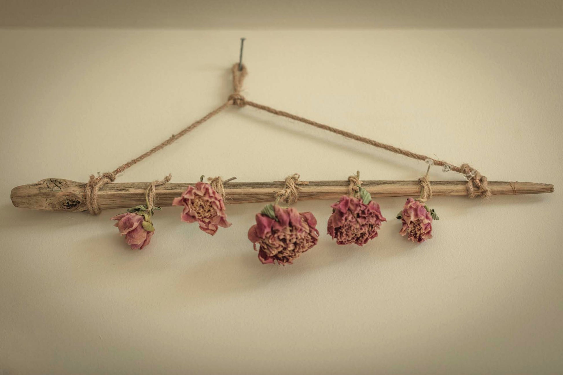 Blush peonies hang in gentle surrender from a driftwood branch, each bloom a soft echo of summer past