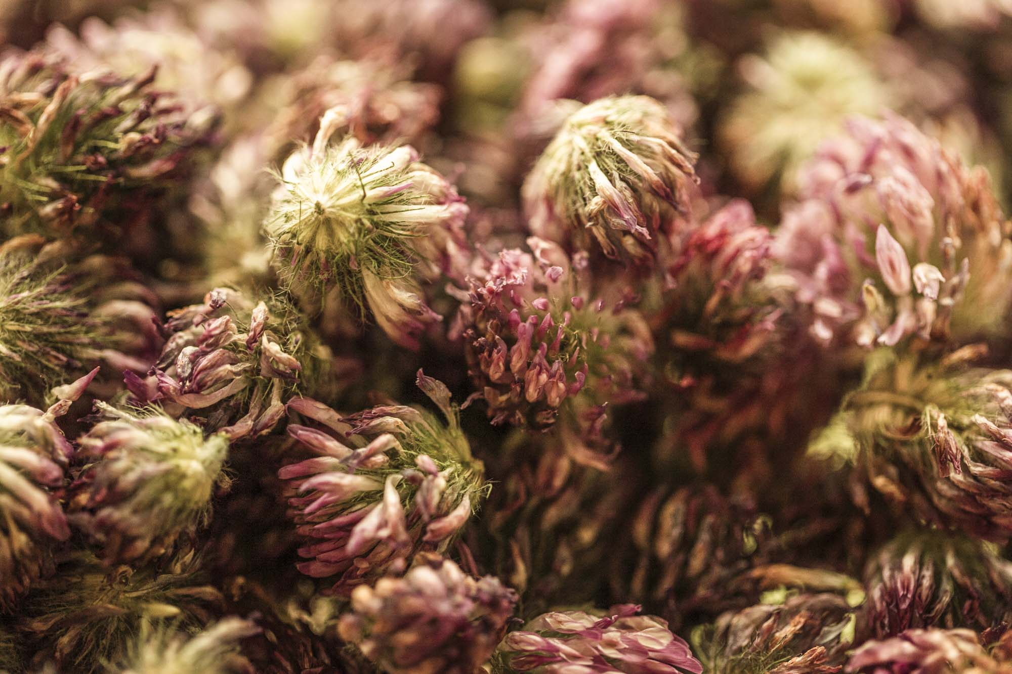 Macro close-up of dried red-clover with a focus on texture and color.