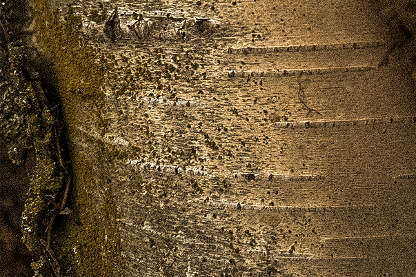 golden birch bark from an ancient tree